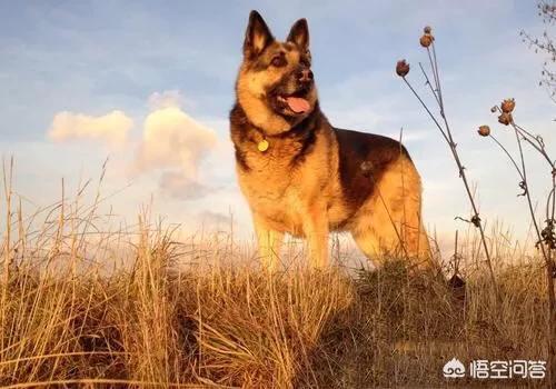 猫论坛德国牧羊犬视频:德国牧羊犬适不适合庭院喂养？可以看家吗？