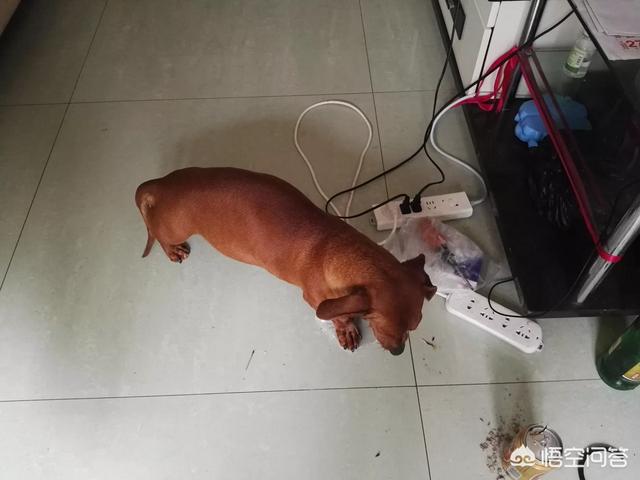 宠物安乐死:该不该给年老的狗实行安乐死，你怎么看？ 宠物安乐死价格