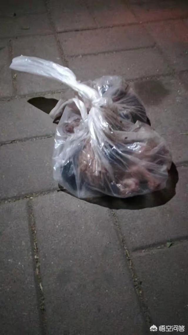 救助犬的遗言完整版:对于有些人要求财政拨款救助流浪狗，你怎么看？怎样处理最好？