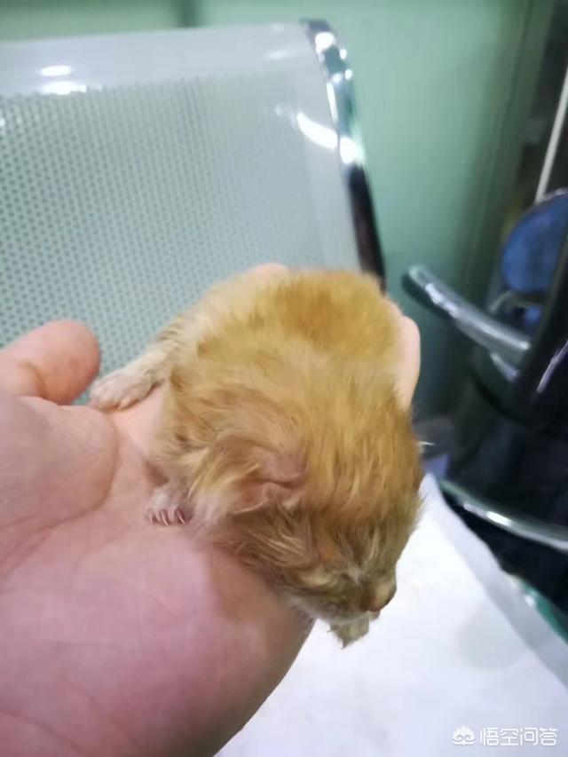 救助犬的遗言完整版:对于有些人要求财政拨款救助流浪狗，你怎么看？怎样处理最好？