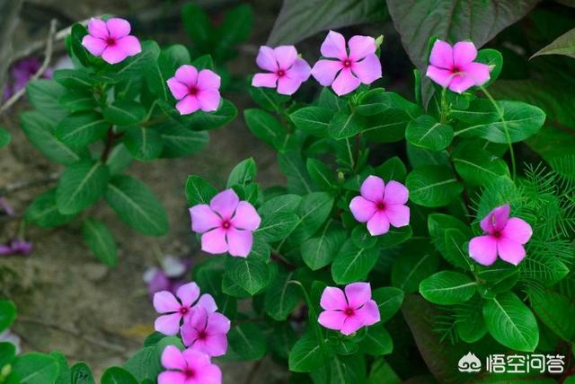 头条问答 盆栽长春花需要注意什么 10个回答