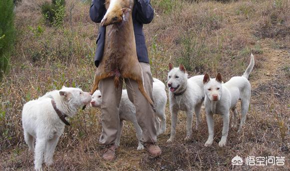 下司犬论坛:下司犬是我国哪里的犬种？优秀吗？