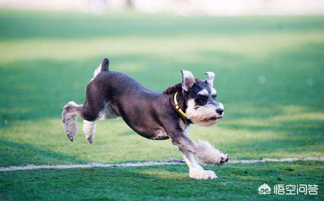 西施犬好养吗:西施犬爱挑食，西施犬喂什么食物不挑食呢？