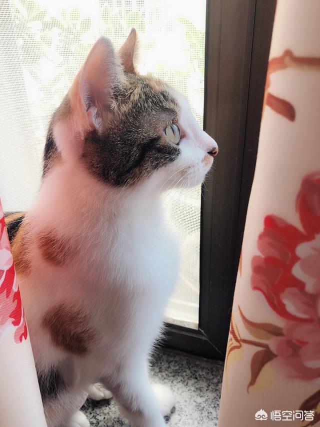 伯纳天纯和发育宝猫粮哪个好:有哪些好的合适的猫粮品牌，安全和性价比都比较优秀的？