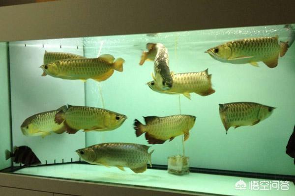 观赏鱼龙鱼养殖技术:准备养金龙鱼请问需要注意哪些？