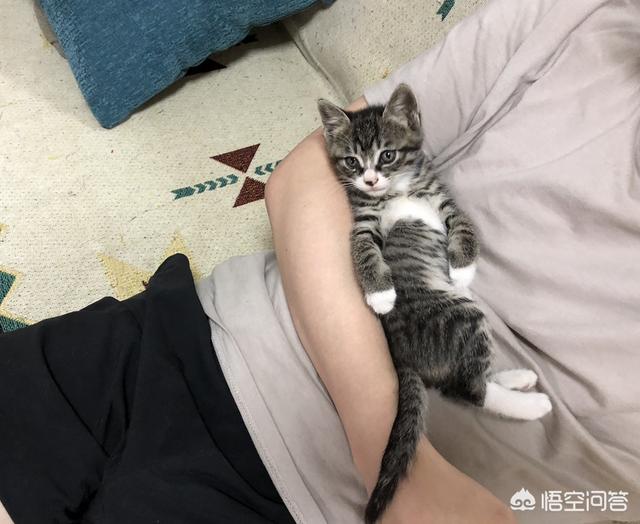 中国狸花猫:为什么中国狸花猫的野性比较大？ 中国狸花猫价格