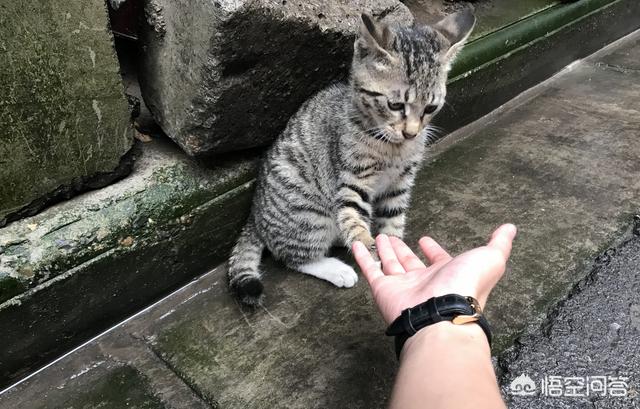 狸花猫和美短的区别，为什么中国狸花猫的野性比较大