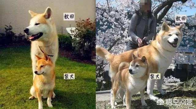 医院治死藏獒陪45万在线观看:秋田犬和柴犬有什么区别？