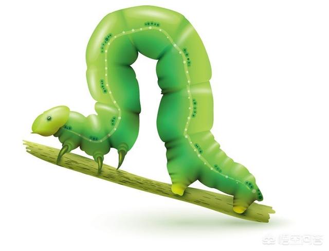 头条问答 - 毛毛虫血里白的东西是什么?(4个回答)