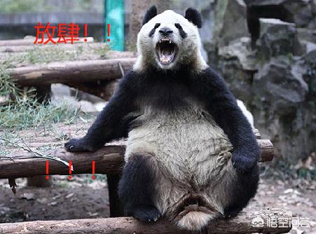 野生藏獒和老虎打架视频:野生藏獒可以打的过野生大熊猫吗？