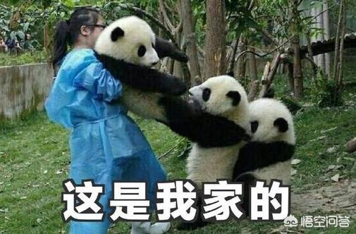 野生藏獒和老虎打架视频:野生藏獒可以打的过野生大熊猫吗？