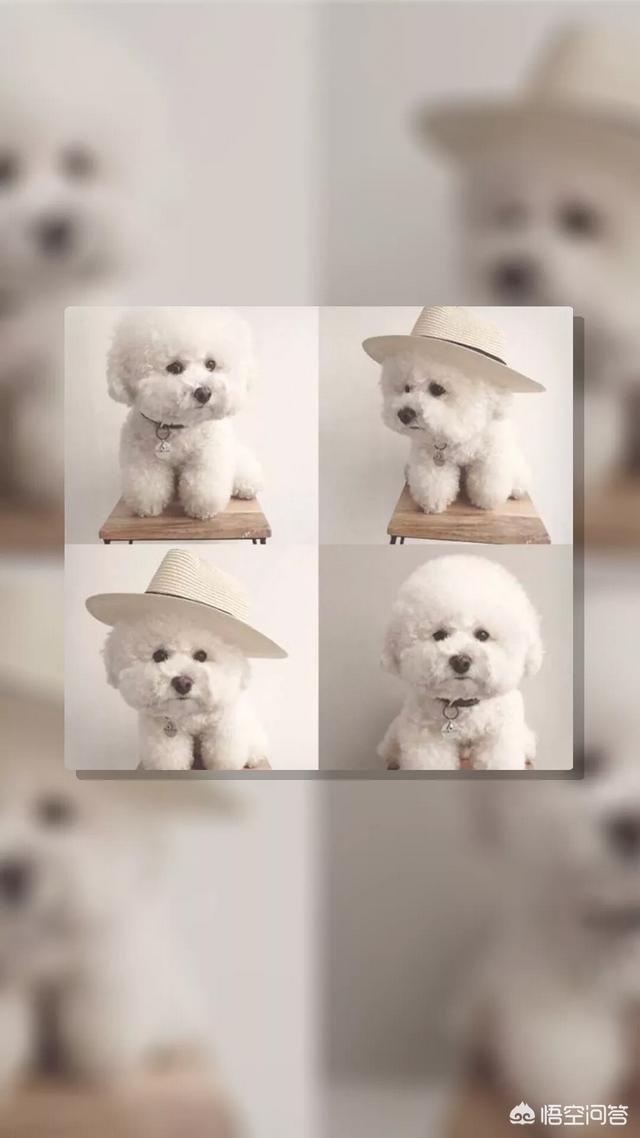 小型宠物狗的品种及图片大全:哪些品种的狗是体型小还不容易掉毛的？泰迪除外？