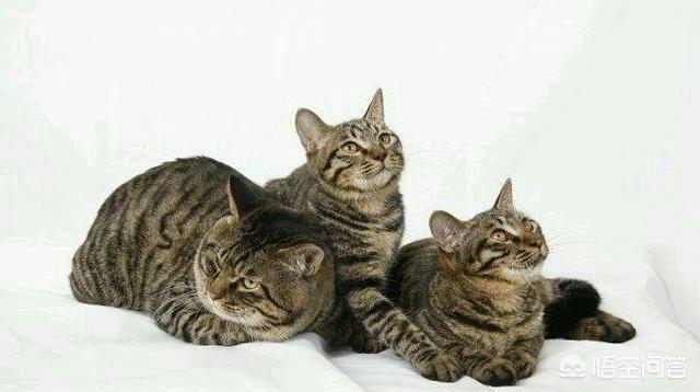狸花猫图片高清:怎样评价中国狸花猫与国外猫的区别，中国的狸花猫强在哪里？