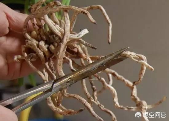 一叶兰l小盆怎样换大盆:一叶兰什么时候能分盆，如何分盆呢？