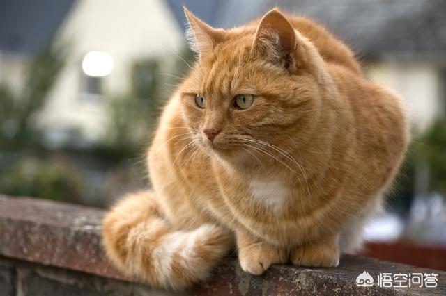 橘猫 花狸猫:同样是田园猫，为什么有人认为狸花猫比其他田园猫能打呢？