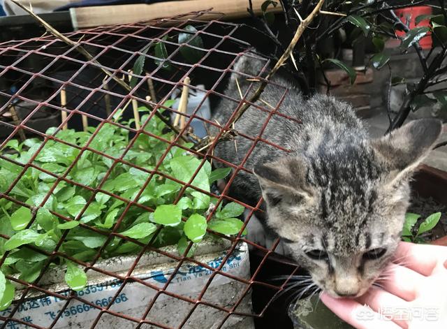 猫在你鞋底下蹭来蹭去是什么意思:我本身不喜欢猫，为什么猫咪见了我总是在我脚边蹭来蹭去？