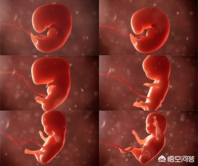 怀孕三个月半胎儿图(怀孕三个月婴儿是什么样子的?