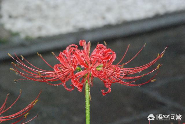 木兰花图片的花语:有哪些植物花叶永不相见？