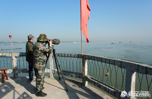 长江白鲟灭绝了吗，中国长江流域的白鳍豚、江豚、中华鲟是否已经灭绝？