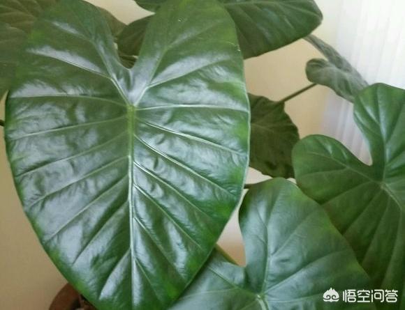 花叶万年青 有毒:什么植物晚上不能放卧室？绿萝可以放吗？