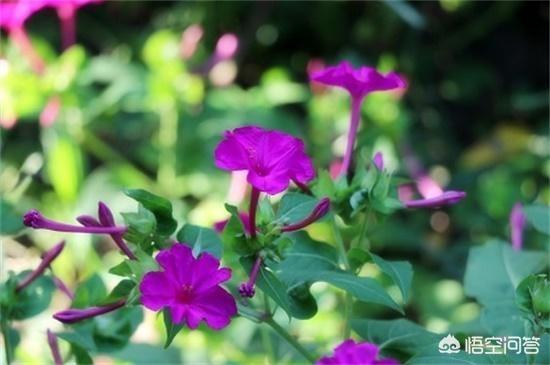 花叶万年青 有毒:什么植物晚上不能放卧室？绿萝可以放吗？