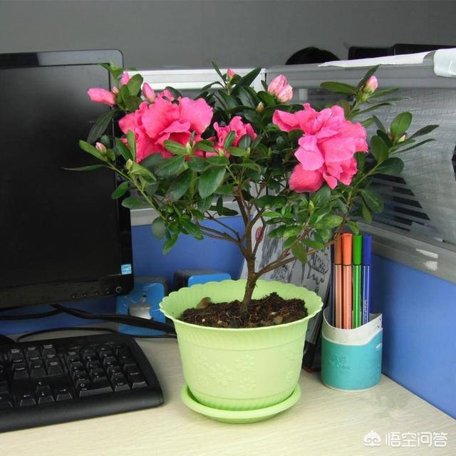 盆栽杜鹃花夏天怎么养:盆栽杜鹃花夏天怎么养? 北方种植盆栽杜鹃花该怎样度夏呢？