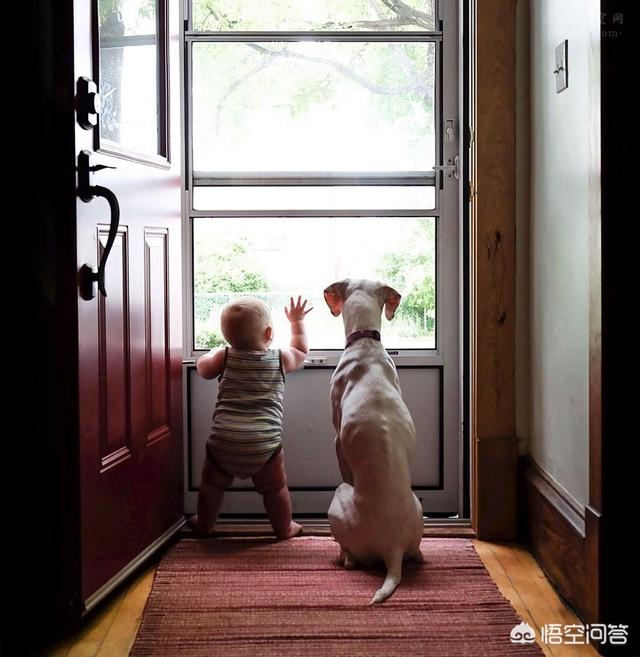 小男孩和小狗狗图片:3岁男童遭大狗追咬，犬主却不愿担负责任，是怎么回事？