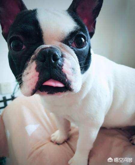 法国獒犬视频:马克龙支持率再创新低，他有可能被弹劾下台吗？