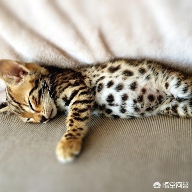 猫发情 叫声:我家猫咪发情了，老叫，能不能不做绝育让它坚持几天就过去了？