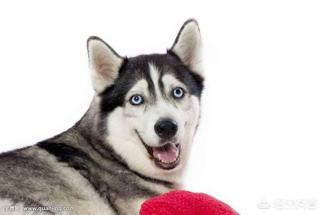 乐山犍为哈士奇吧:遇到危险情况，哈士奇会保护主人吗？
