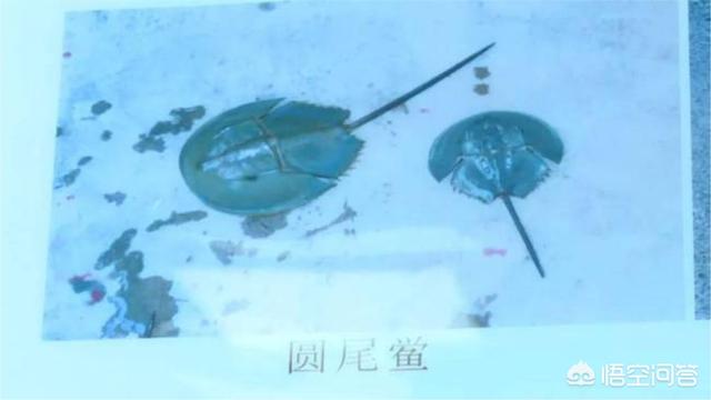 蓝尾金蜥有毒:广西一家人吃鲎后一人中毒昏迷一人死亡，对此你怎么看？