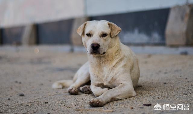 灵犬莱西:今年狗年，大家都知道哪些有关人和狗的感人传说和电影？