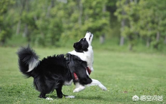 边境牧羊犬性格如何:有人说边境牧羊犬不适合家养，是这样吗？