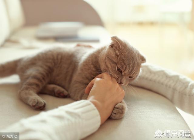 被猫抓了一下轻微破皮要打针吗:被自家猫抓了手，有轻微出血，这种情况下要不要打疫苗？