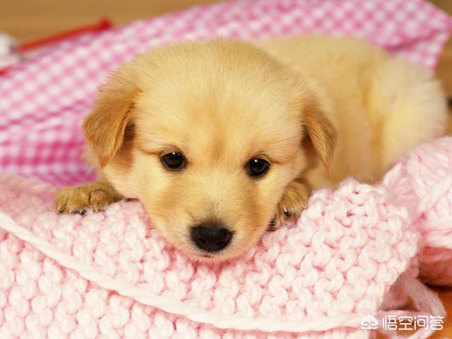 捡到流浪贵宾犬好养吗:捡到一只流浪狗，想留下照顾它，该注意什么？
