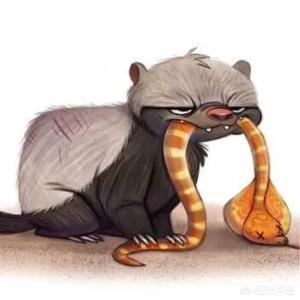 头条问答 - "平头哥"为什么敢去挑战老虎?是不是在它眼中老虎很小?