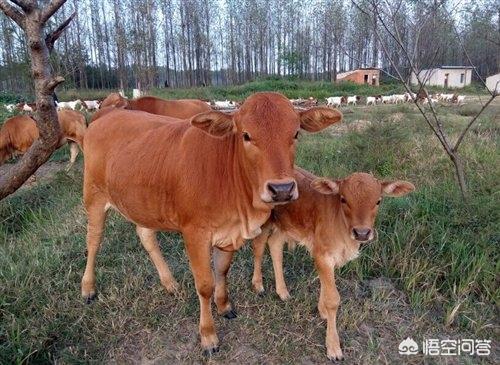 牛场大母牛图片:暗黑破坏神2牛场母牛 牛犊子价格接近万元，养牛还有赚头吗？