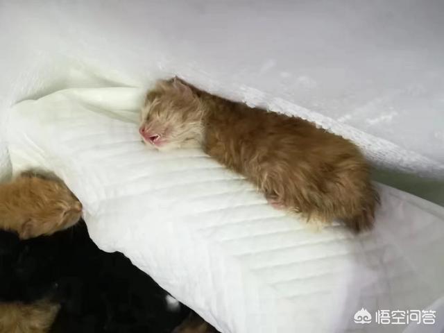 救助犬的遗言完整版:对于有些人要求财政拨款救助流浪狗，你怎么看？怎样处理最好？