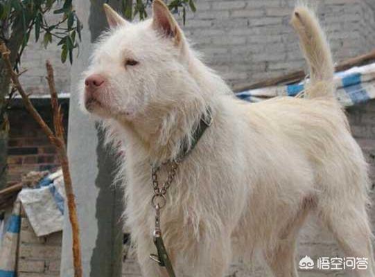 杨三元下司犬价格表:下司犬是我国哪里的犬种？优秀吗？