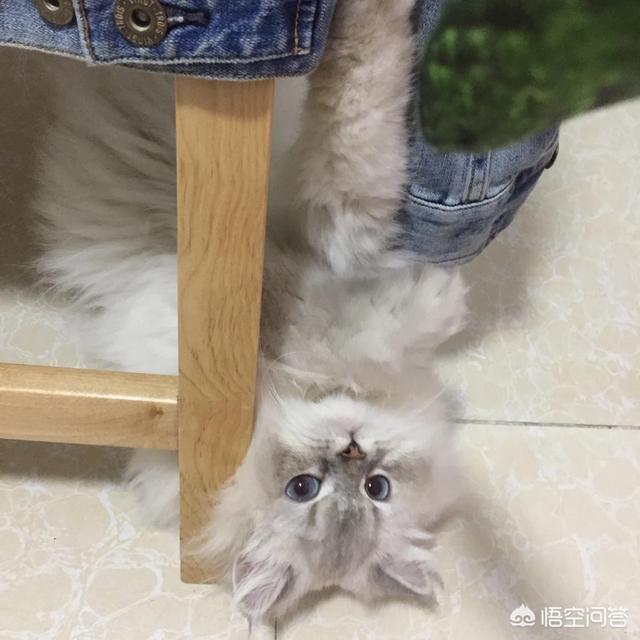 大虎猫:哪种猫咪最亲近人最好养？ 大虎猫图片