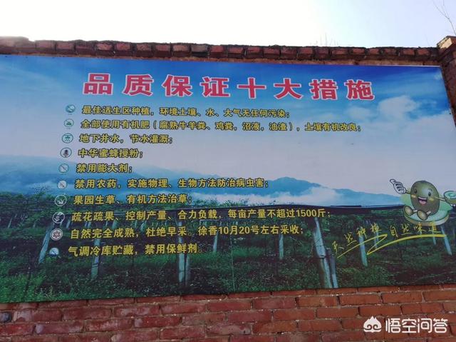中国产奇异果的地区，国内哪些产区的猕猴桃品质最好