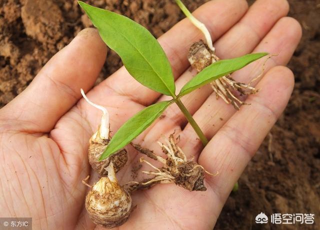 野生香水草的功效:农民在野外干活受伤流血，用什么植物止血效果最好？