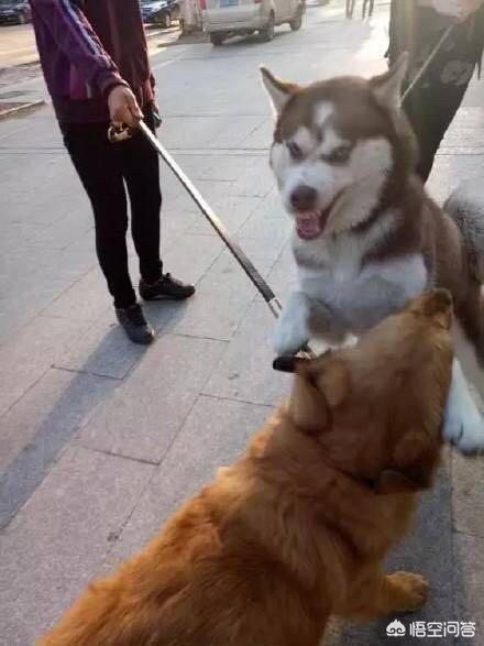 哈士奇大战藏獒视频在线观看:二哈和金毛发起狠来的话谁更厉害？
