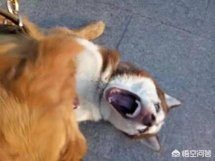 哈士奇大战藏獒视频在线观看:二哈和金毛发起狠来的话谁更厉害？