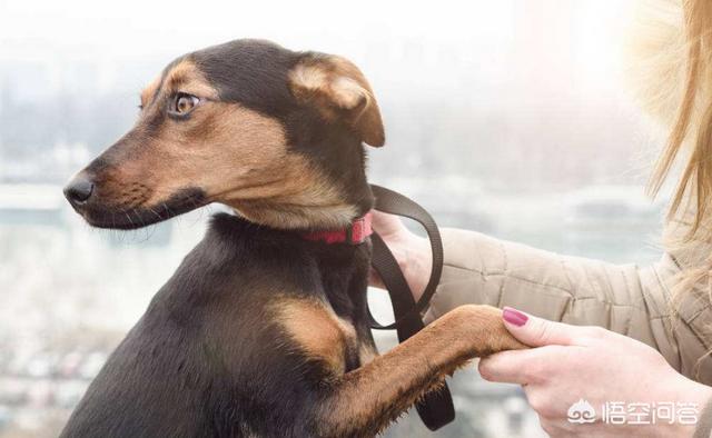 喜马拉雅巨型古鬣犬图片:狗狗喜欢主人会有哪些表现？ 喜马拉雅巨型古鬃犬