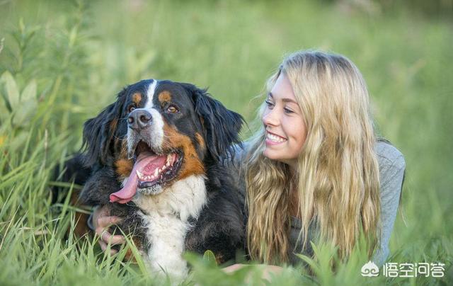 喜马拉雅巨型古鬣犬图片:狗狗喜欢主人会有哪些表现？ 喜马拉雅巨型古鬃犬