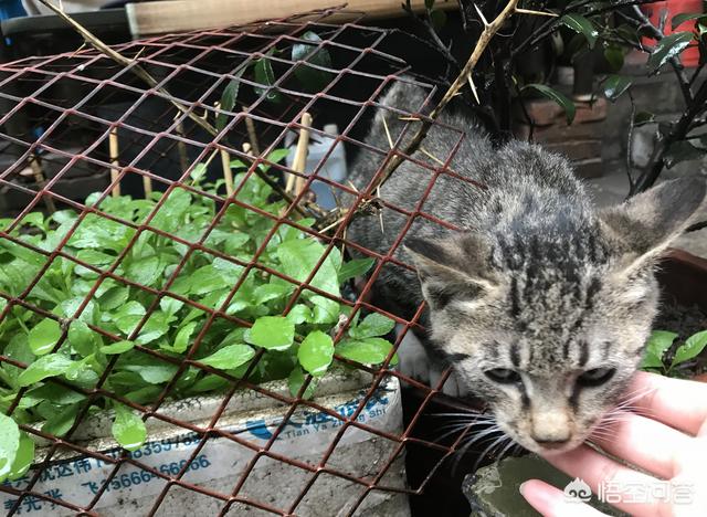 黑色狸花猫咪品种介绍及图片:为什么中国狸花猫的野性比较大？