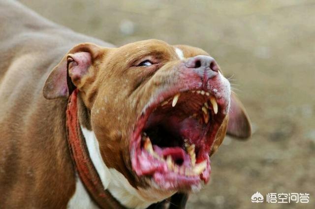 阿拉拜犬与卡斯罗犬打斗视频:卡斯罗犬打斗的视频 什么猛犬可以打败高加索犬？为什么？