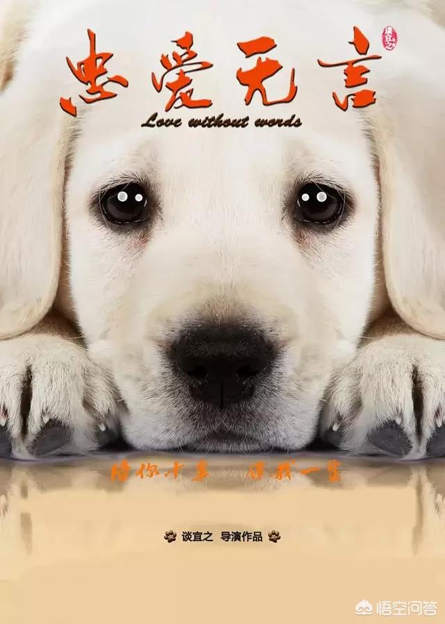 除了忠犬八公,还有哪些好看的宠物电影可以推荐？
