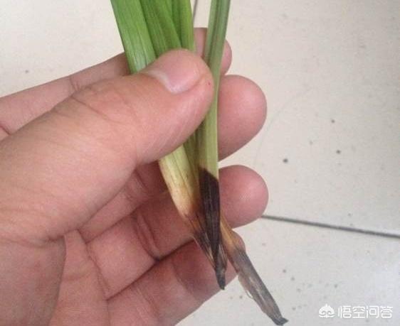 治疗兰花软腐病的药:兰花的叶子从根部变黑枯萎怎么办？